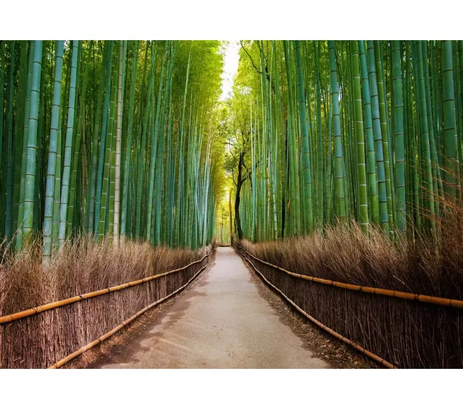 Fototapet padure de bambus FO51