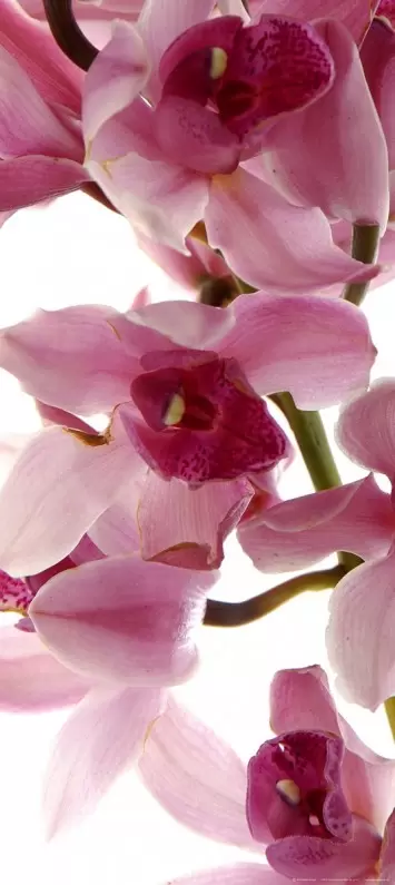 Fototapet orhidee AG Design FTV1514